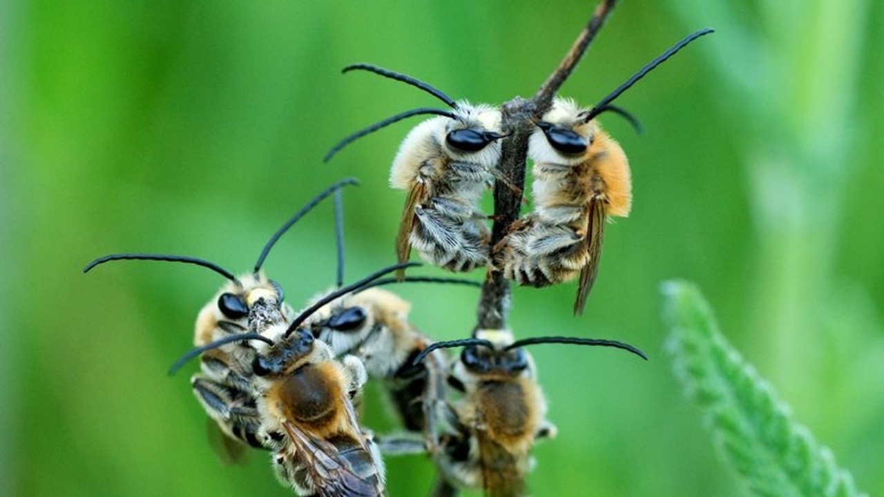 Les abeilles sauvages