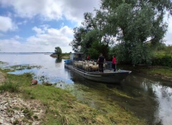 Ile de Chantecoq : les moutons, alliés des prairies