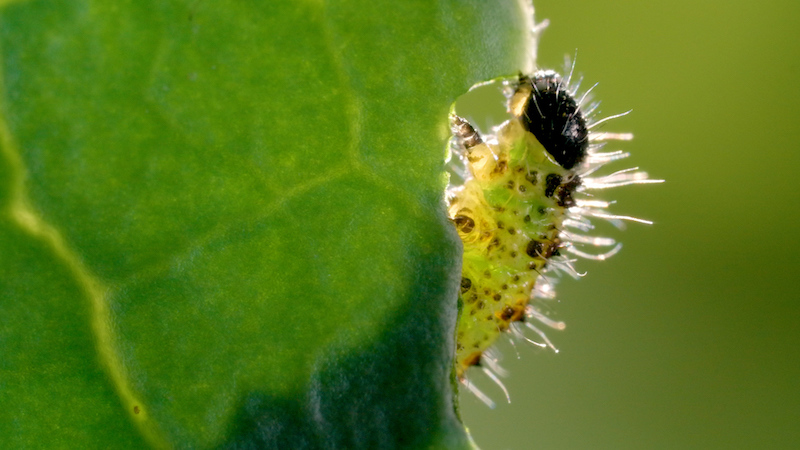 Le petit peuple du potager