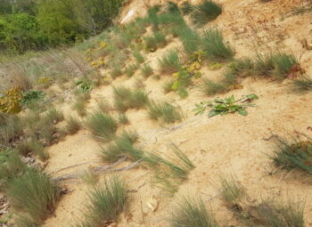 Les pelouses sableuses, trésors cachés du Grand Est