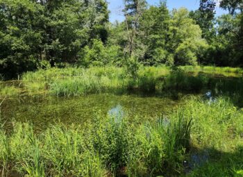 Plongée au cœur des mares du Grand Est