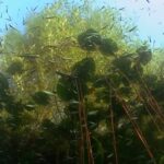 Projection « Jungle d&rsquo;eau douce : la vie secrète des gravières »