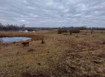 Séminaire Ramsar Rhin supérieur – Oberrhein : la Petite Camargue à l’honneur