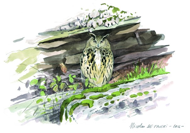 A la rencontre des chouettes et hiboux des Vosges du Nord