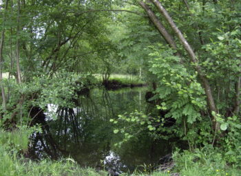 Connaissez-vous les sites Natura 2000 Rhin Ried Bruch ?
