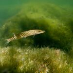 Comme un poisson dans l’eau… pour comprendre les rivières et leurs enjeux 