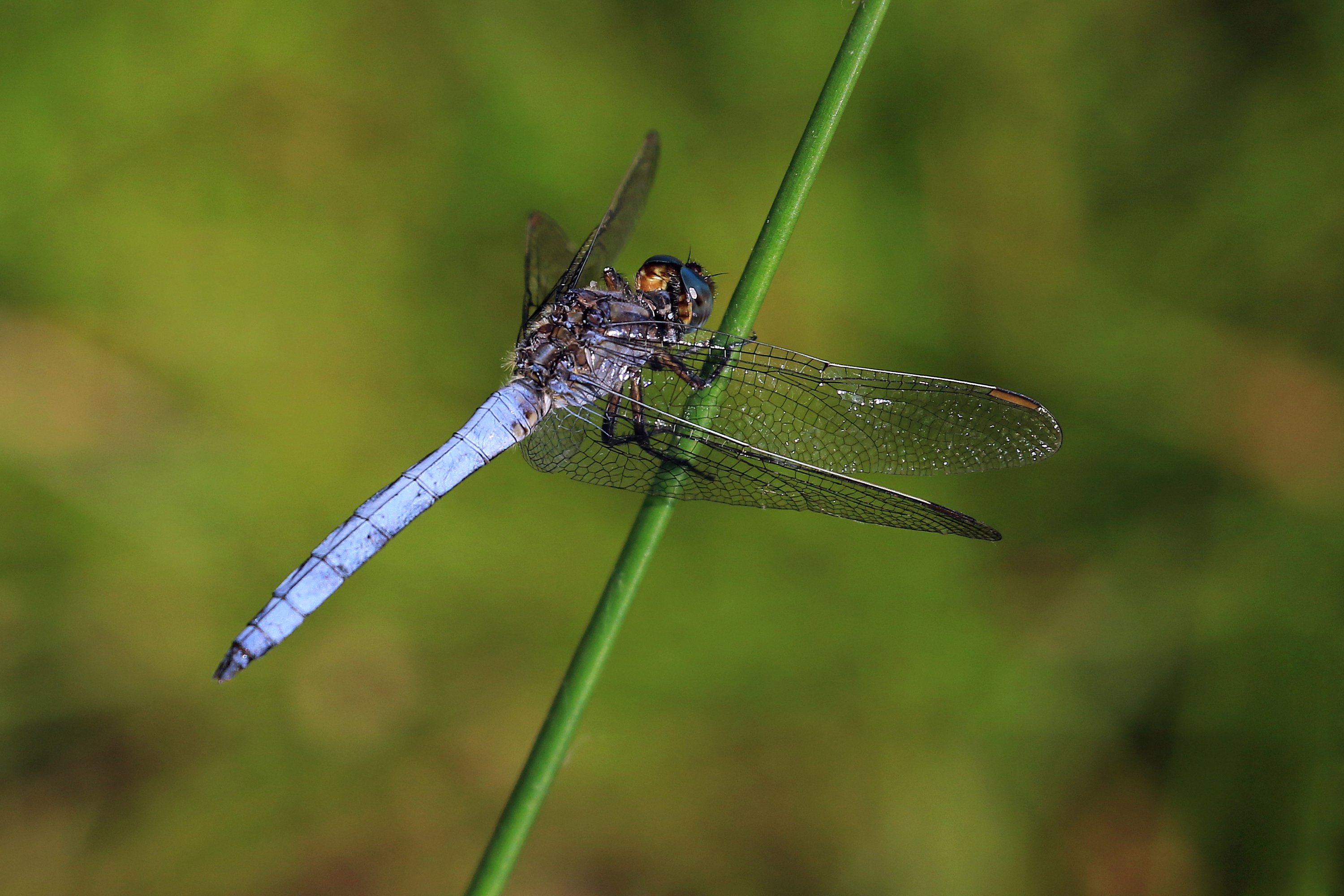 Initiation à l&rsquo;identification des libellules