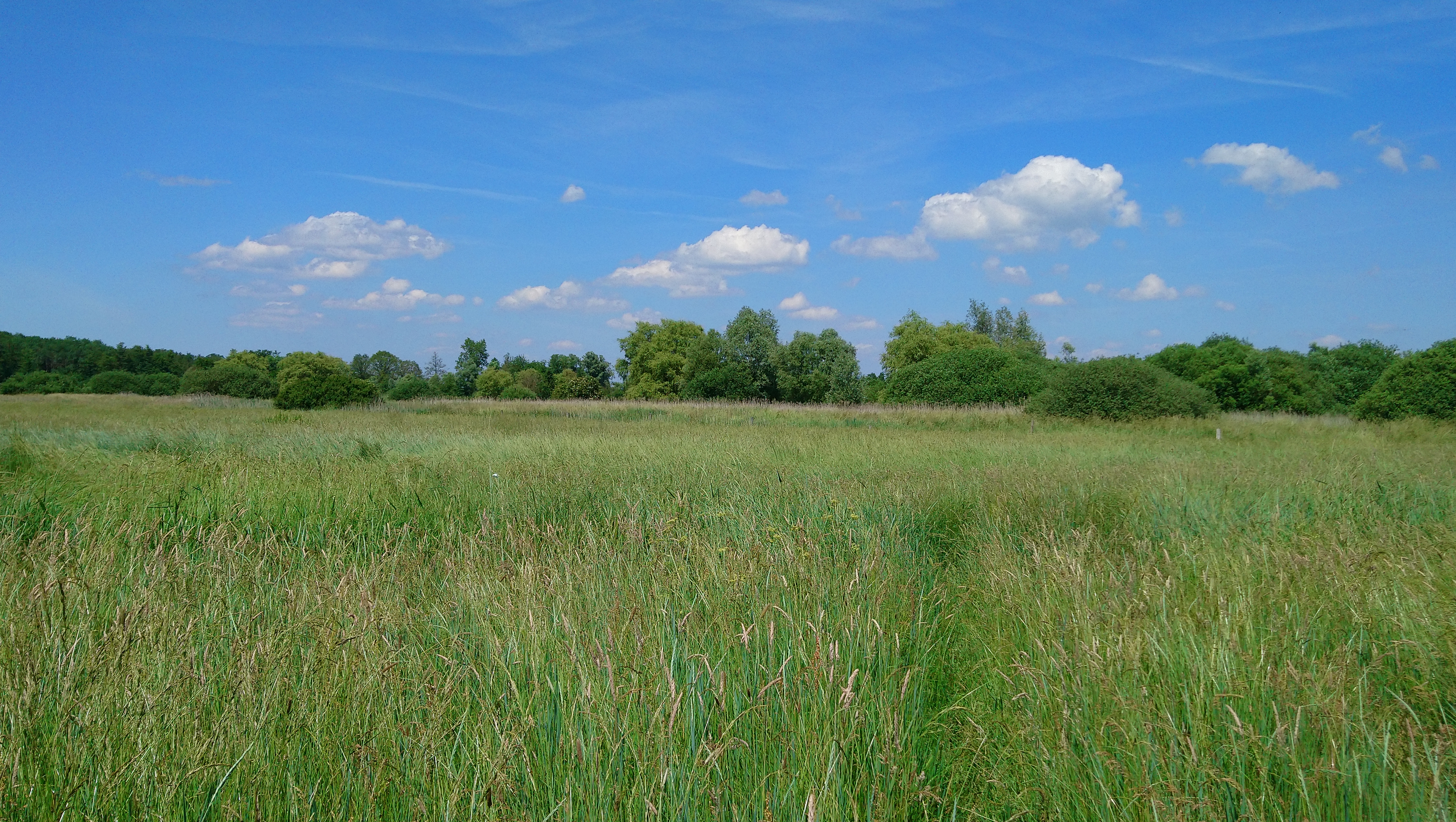 A la découverte de la flore des prairies humides