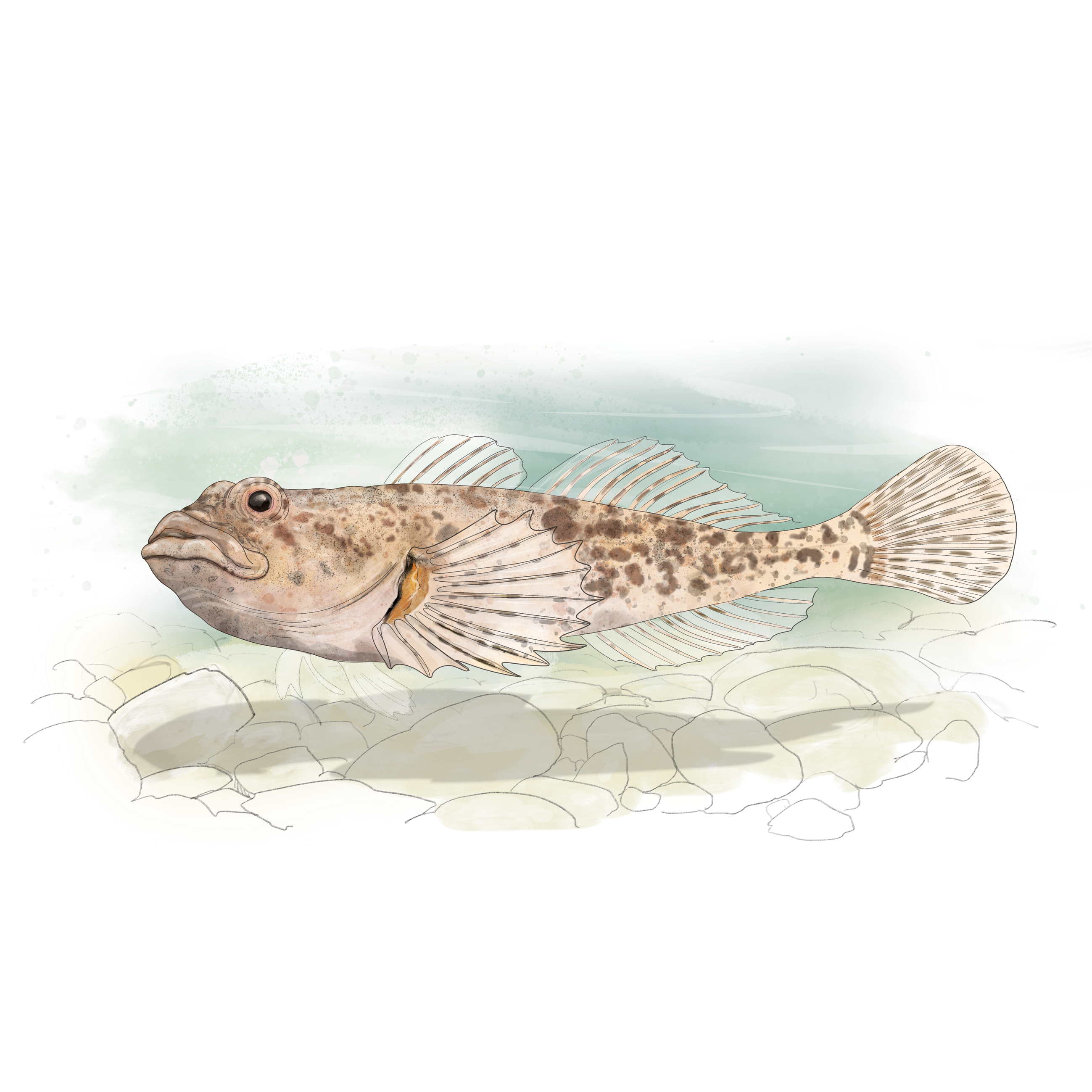 A la découverte des poissons de nos rivières