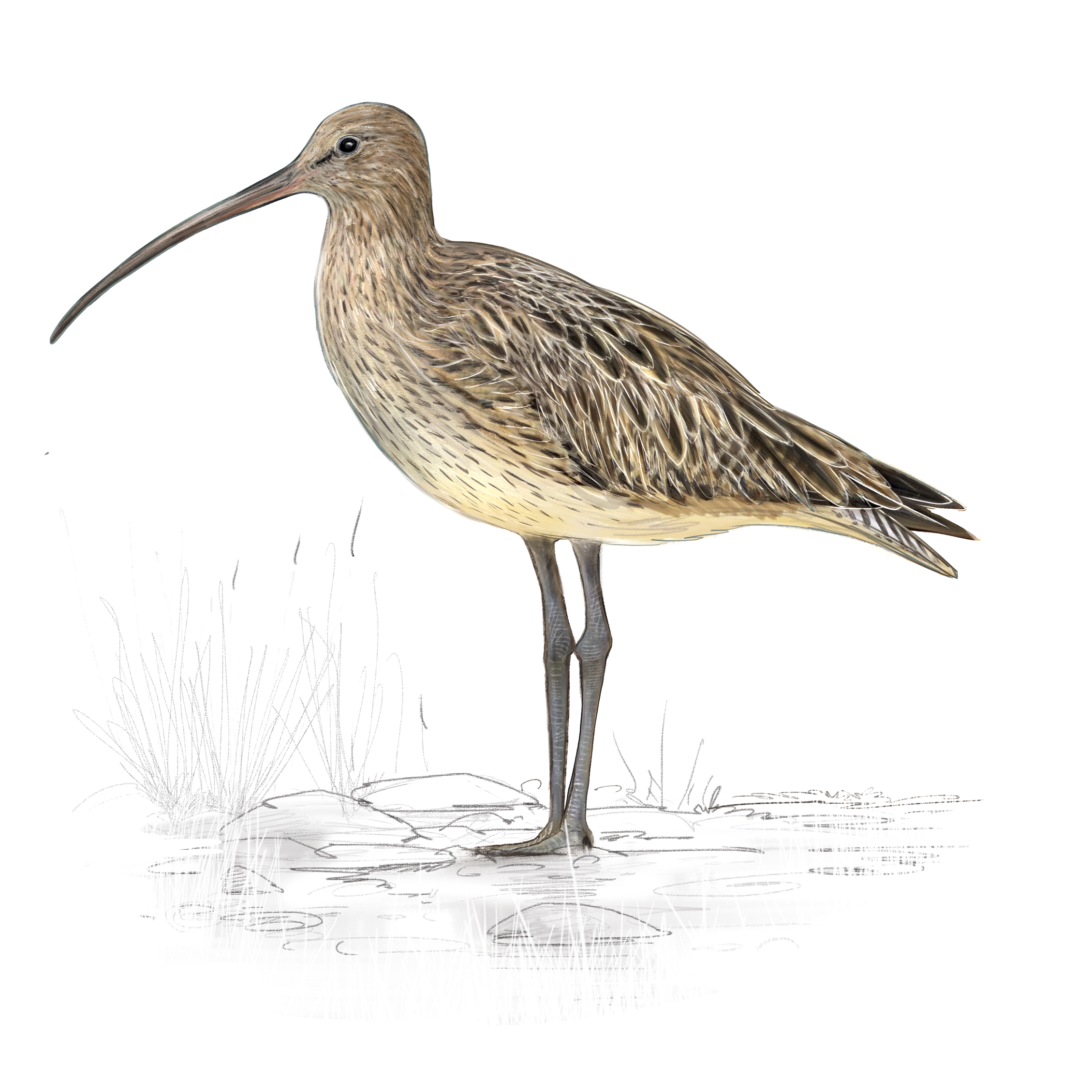 A la rencontre des oiseaux de la confluence Aisne – Aire