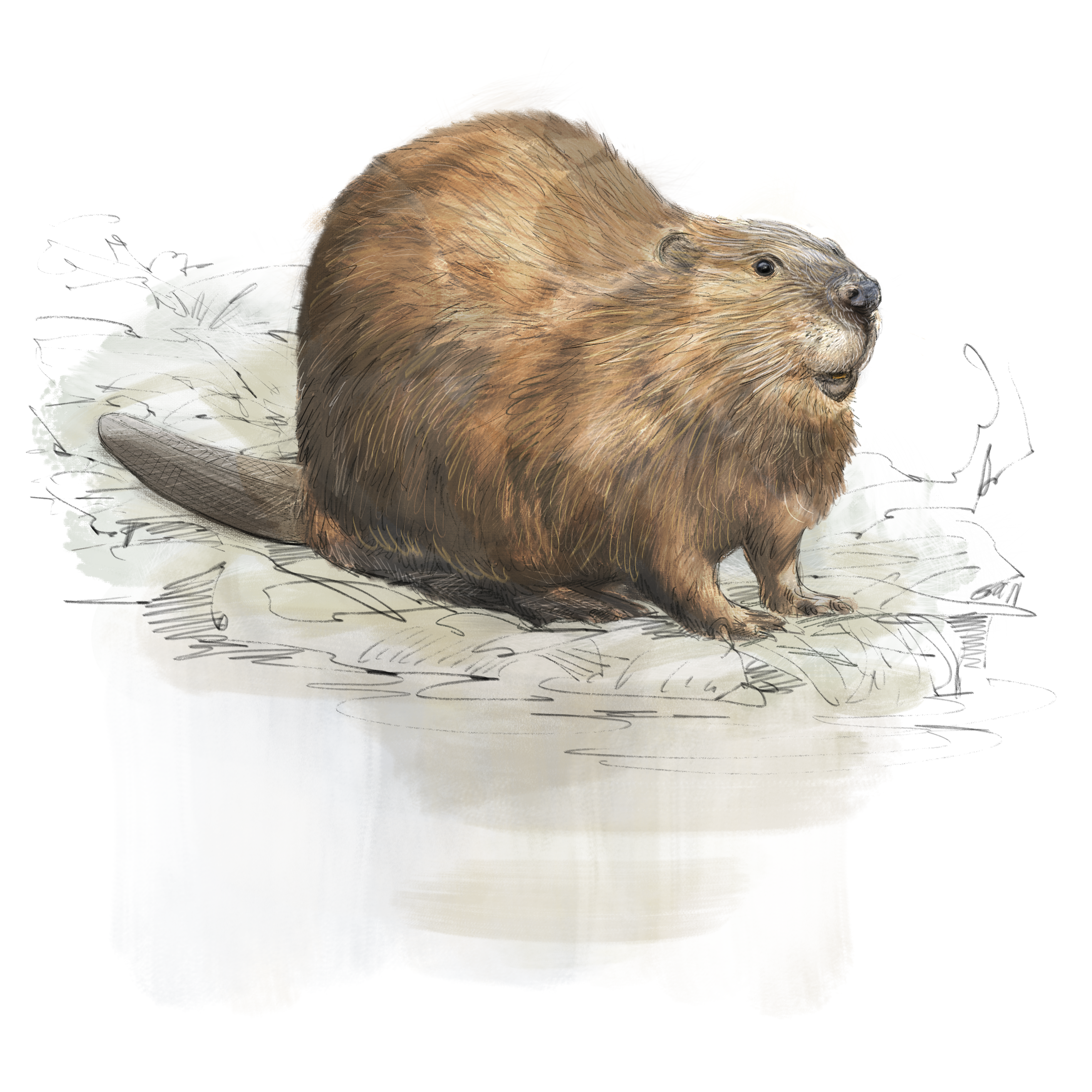 Sur les traces du Castor d&rsquo;Europe