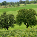 [Webinaire] Les Obligations Réelles Environnementales (ORE)