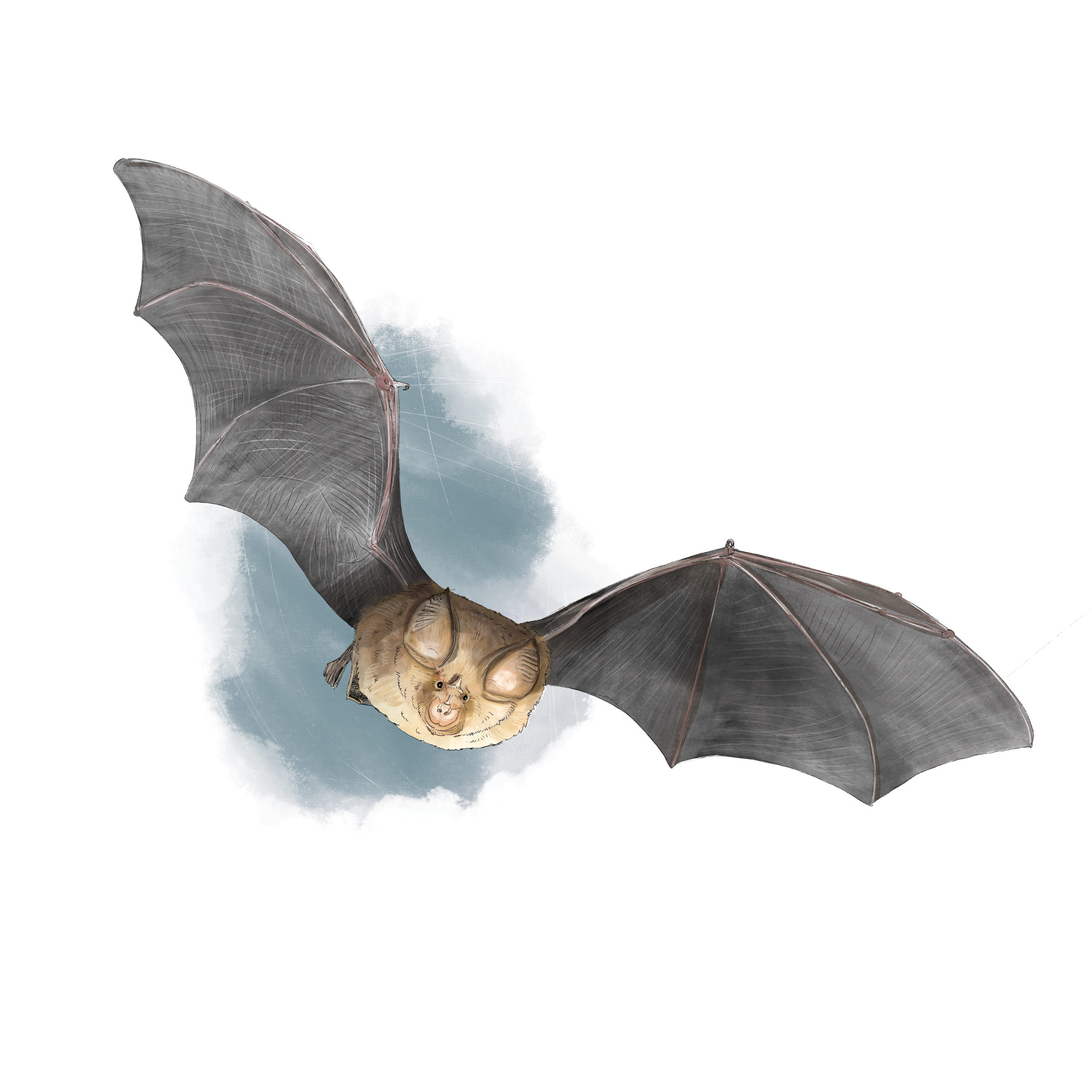 La Nuit de la Chauve-Souris