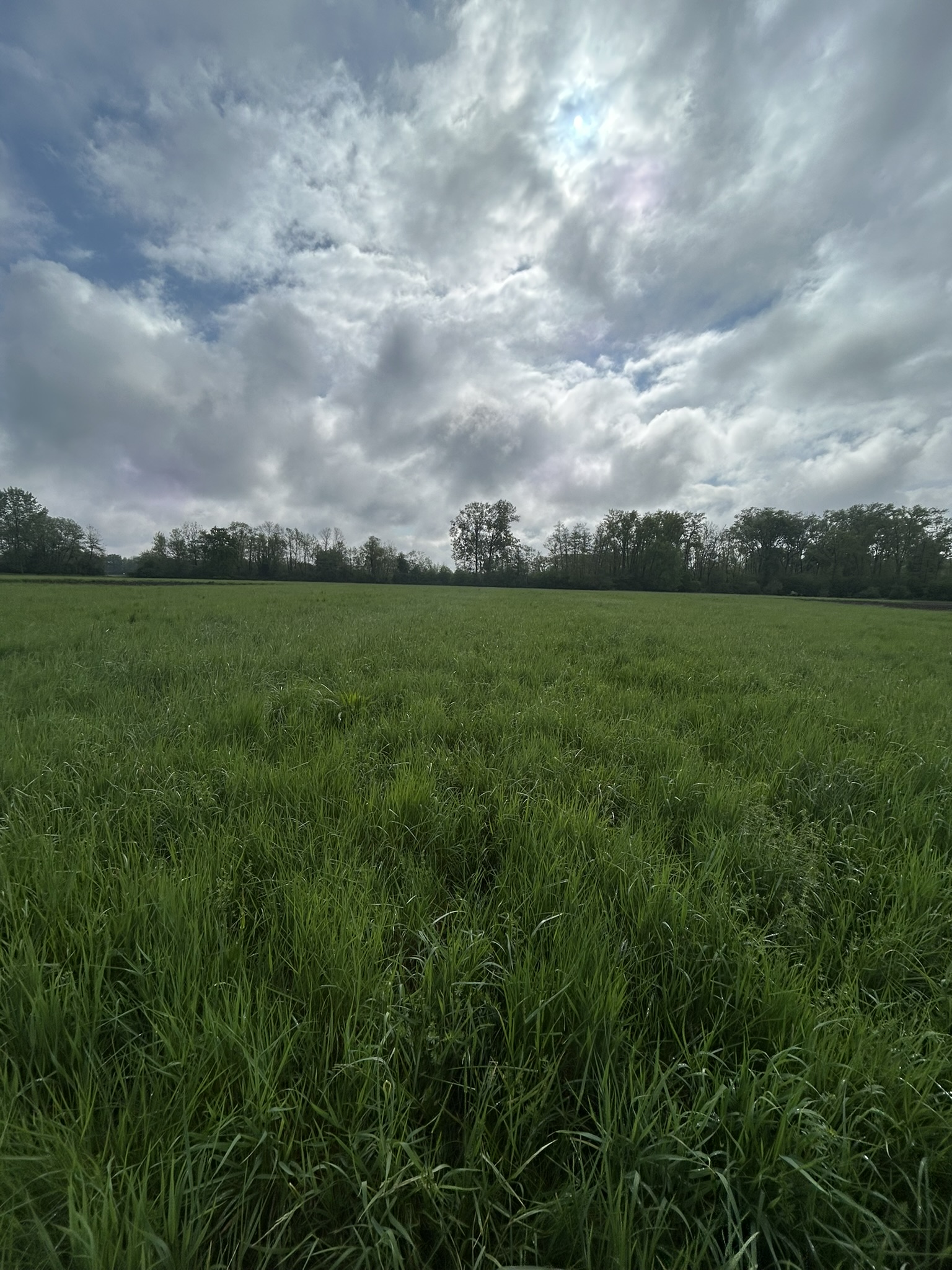 Les prairies, les indispensables de la biodiversité
