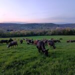 Visite de la ferme Pixérécourt