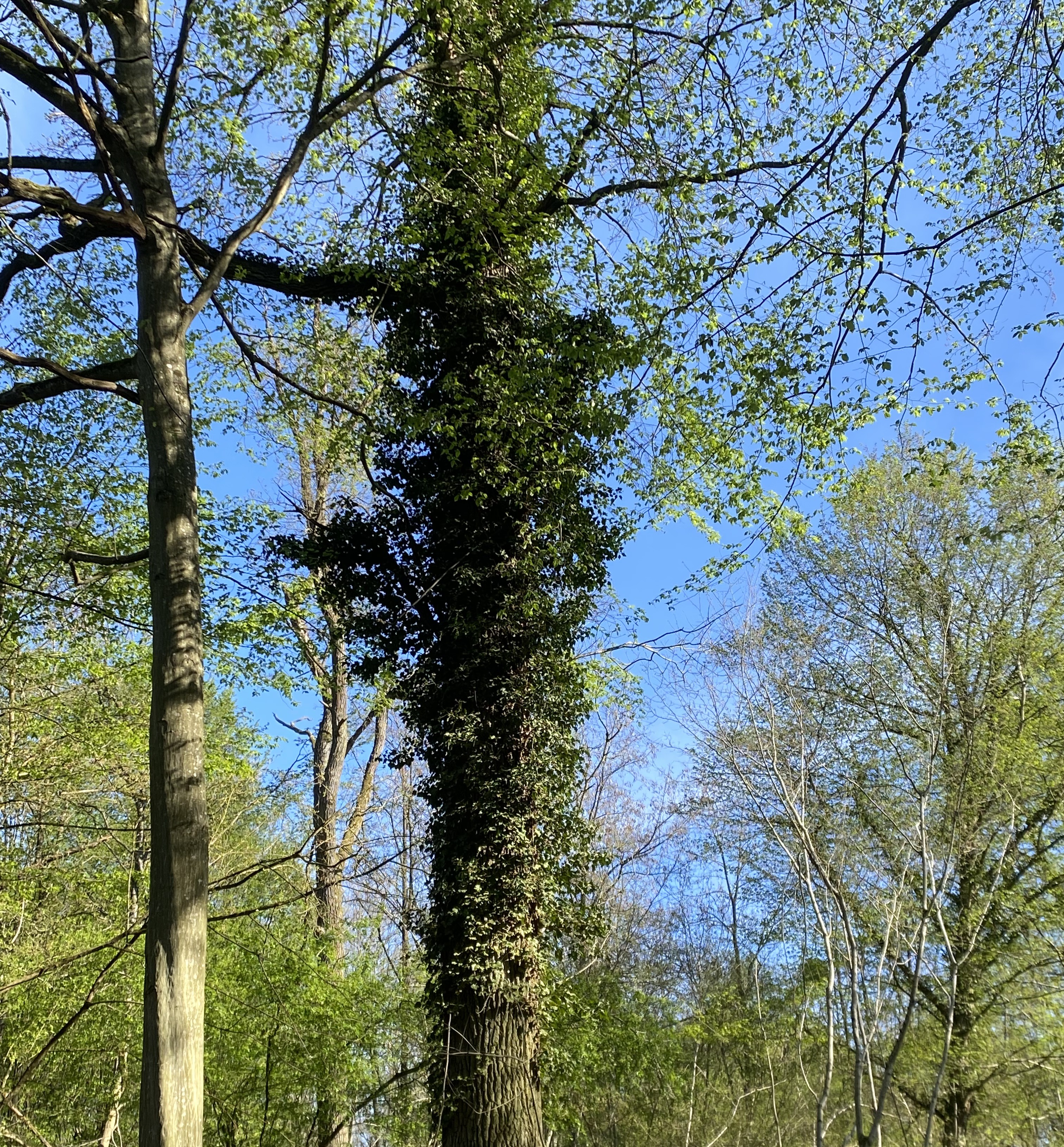 La forêt, une richesse écologique à préserver