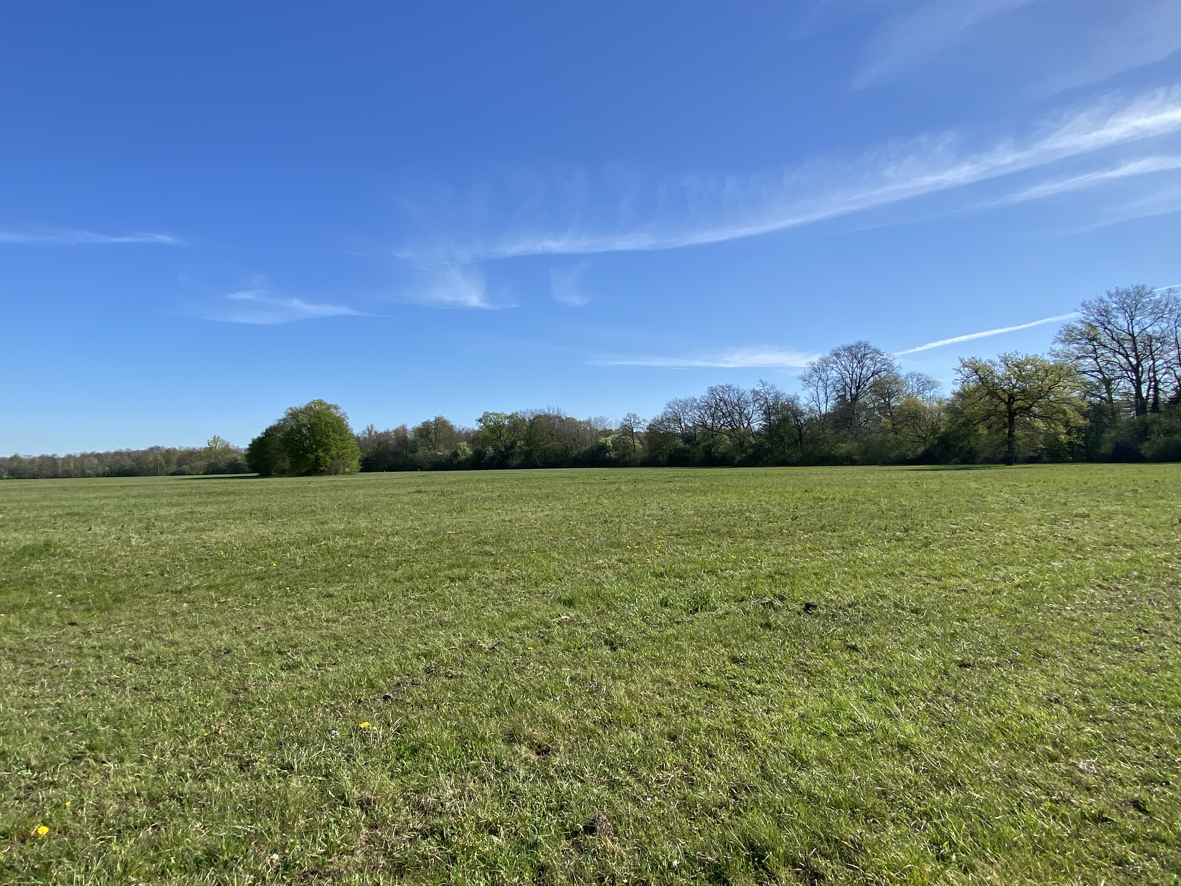 Les prairies, les indispensables de la biodiversité