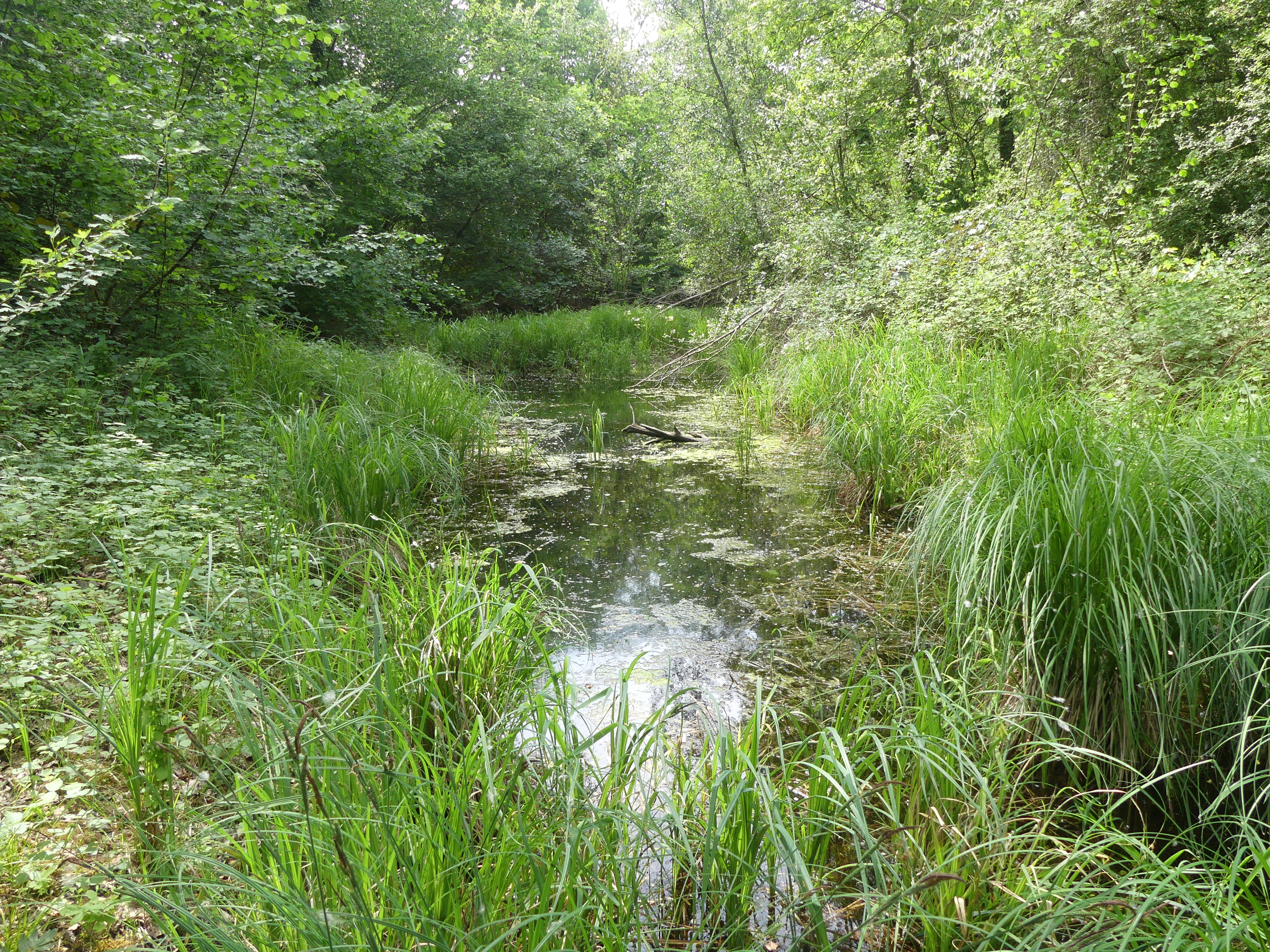 Les mares en fête à Obersaasheim