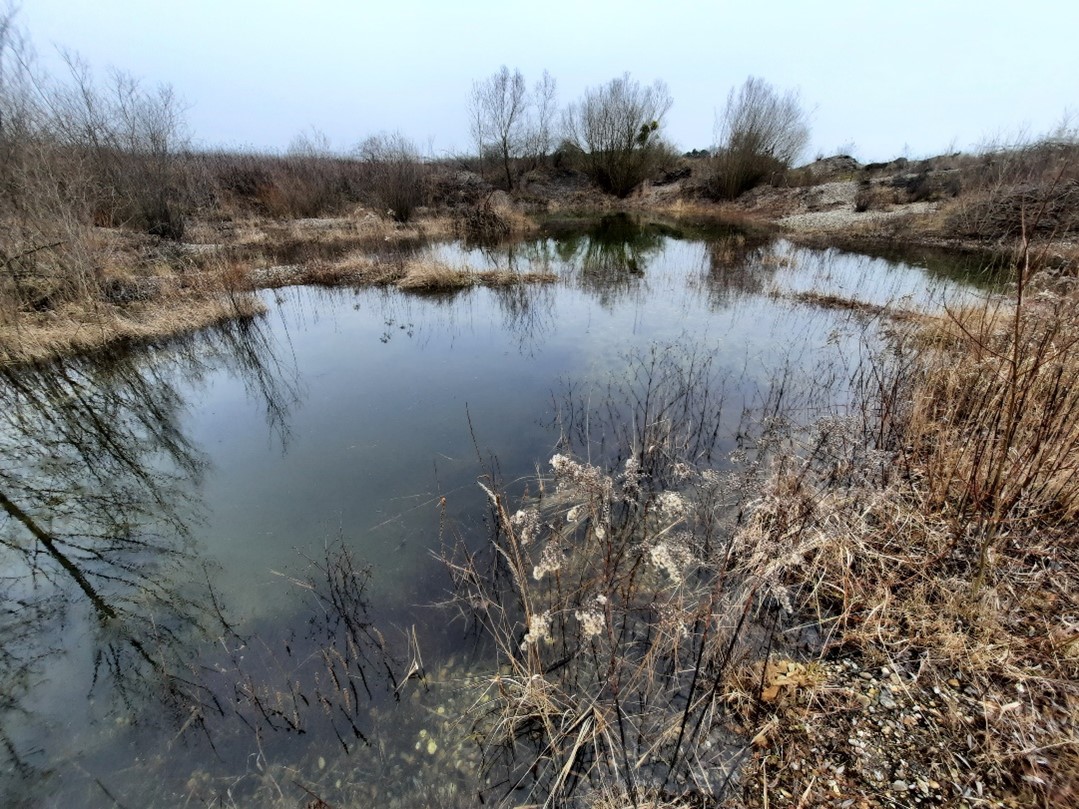 Un réseau de mares unique à Rountzenheim-Auenheim