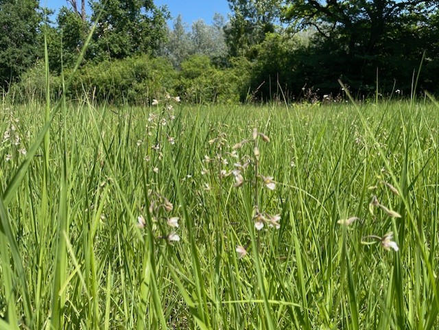 Les prairies, les indispensables de la biodiversité