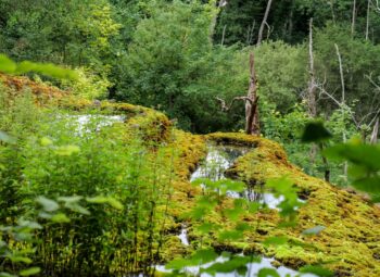 [Replay] Webinaire Site France Crédits biodiversité