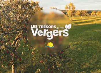 A Sauer-Pechelbronn, on préserve les vergers